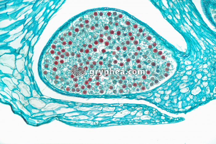 Prêle - Sporange rempli de spores (Equisetum sp.) CL x25 - gryphea.com